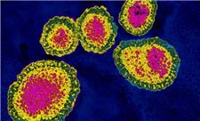 ویروس‌های متقلب شدت آنفلوانزا را کاهش می‌دهند