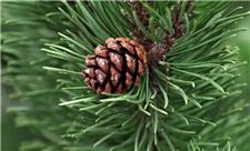 دنیایی در ابعاد کوچکتر