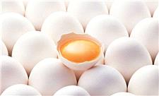 ردپای آنتی‌بیوتیک‌ها در تخم‌مرغ