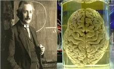 فناوری جدید چین می‌تواند به رمزگشایی مغز اینشتین کمک کند