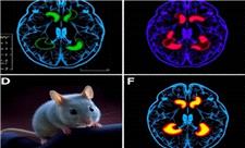 راه رفتن دوباره موش‌ها پس از سکته با سلول‌های مغزی آزمایشگاهی