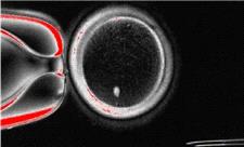 دانشمندان سلول‌های پوست انسان را به تخمک تبدیل کردند