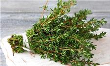 ساخت حسگر آنفلوانزا با طعمی مشابه آویشن