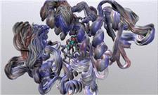 اهمیت رقص آنزیم‌ها برای سالم ماندن بدن