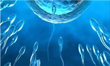 کنترل بارداری با سوئیچ مولکولی پنهان در اسپرم