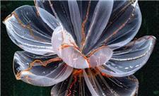 این گل جادویی از «DNA» ساخته شده است