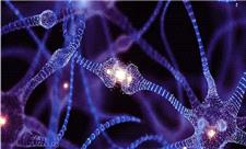 اولین رایانه زنده جهان با همراهی 10 دانشگاه، جهانی می‌شود