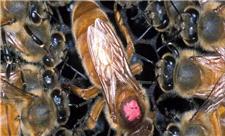 چرا زنبورهای عسل علیه ملکه خود شورش می‌کنند؟