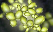 مخمر از تنش‌های مریخ جان سالم به در برد