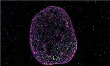 دانشمندان زبان دوم حیات را کشف کردند