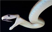 یک پادزهر برای 17 نوع مارگزیدگی ساخته شد