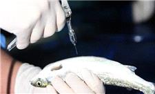 استفاده از واکسن‌های بومی در افزایش مقاومت ماهیان