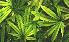 تغییرات اپی‌ژنتیکی در بدن با مصرف ماریجوانا