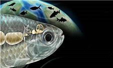 ماهی باستانی با شنوایی شبیه انسان، دانشمندان را شگفت‌زده کرد