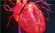 سلول‌های بنیادی، ناجی احتمالی قلب‌های بیمار