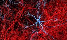 آلزایمر با تخریب عصب‌ها در بافت چربی، فراتر از مغز اثر می‌گذارد