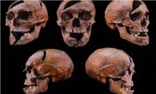 بررسی ژنتیکی، راز قتل دوک جوان را پس از 7 قرن فاش کرد