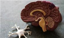 یک مولکول طبیعی، از دست رفتن حافظه در آلزایمر را معکوس می‌کند