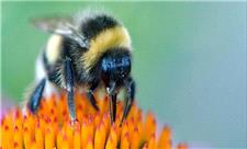 زنبورها می‌توانند خواندن «کد مورس» را یاد بگیرند