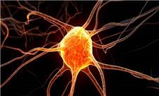 نقش شگفت‌انگیز سلول‌های ایمنی در شکل‌گیری اضطراب