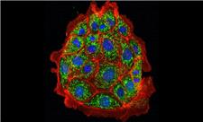 دانشمندان آسیب کلیوی را در موش‌ها معکوس کردند