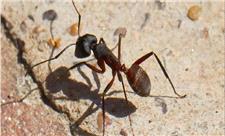 مغز جدید ربات‌ها با الهام از پرندگان و مورچه‌ها برای مسیریابی بدون GPS