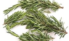 رزماری، مرهم سریع زخم‌ها می‌شود