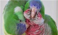 طوطی‌ها با احتیاط دوست جدید پیدا می‌کنند