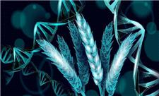 دانشمندان گندمی ساختند که خودش کود تولید می‌کند