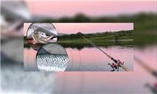 این فناوری جدید، ماهی آزاد را از ماهی پرورشی تشخیص می‌دهد