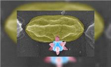 ماده برنده جایزه نوبل، باکتری‌ها را سوراخ می‌کند!