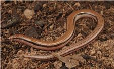 مارمولک بدون دست به‌عنوان گونه‌ جدید معرفی شد