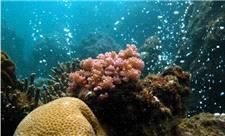 پیش‌بینی آینده با حباب‌های گاز آتشفشانی!