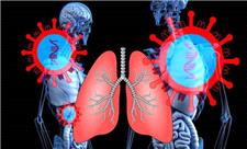 ریه‌های کوچکی که آزمایش درمان‌های سرطان را امکان‌پذیر می‌کنند
