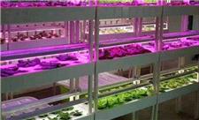 دستیابی به راهکاری نوین برای بهینه‌سازی ریز ازدیادی گیاهان با استفاده از نورهای LED در ایران