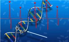 ابداع اولین داروی ترمیم DNA و بازسازی بافت آسیب‌دیده