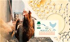 تولید نخستین مکمل آشامیدنی برای تقویت سیستم ایمنی مخاطی طیور در ایران و خاورمیانه