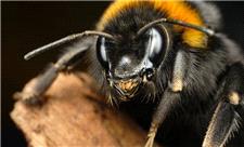 خوش‌بینی میان زنبورها مسری است!