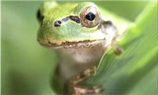 وقتی باکتری روده قورباغه، تومورهای سرطانی را در موش‌ها از بین می‌برد!