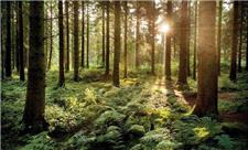 درخت‌ها چطور با هم صحبت می‌کنند؟