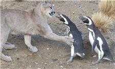 احیای پوما در پاتاگونیا نتیجه‌ای غیرمنتظره داشت؛ حالا پنگوئن‌ها درمعرض تهدید قرار گرفته‌اند