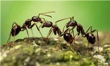 تکامل علیه فرد؛ مورچه‌ها دنیا را فتح کردند، اما به قیمت تولید کارگران ارزان‌قیمت