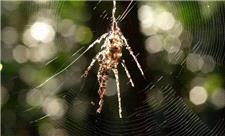 این عنکبوت‌ نسخه‌ جعلی خودش را می‌بافد