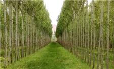 چرا روستاییان به زراعت چوب روی خوش نشان نمی‌دهند؟