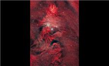 تک‌شاخ، خز روباه و درخت کریسمس در آسمان!