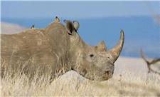 وقتی دشمن فرشته نجات می‌شود؛ چرا کرگدن‌ها به پرندگان خون‌خوار سواری می‌دهند؟