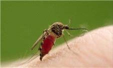 فروپاشی یک باور قدیمی در مورد پشه‌ها