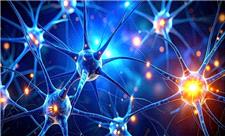 کشف یک زبان پنهان در مغز