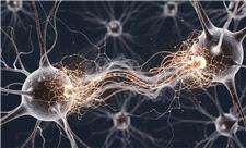 دستاورد امیدوارکننده: پژوهشگران آلزایمر را در موش‌ها به‌طور کامل معکوس کردند