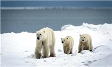 معجزه در سرزمین یخ؛ وقتی عشق مادری، خرس قطبی را به فرزندخواندگی وامی‌دارد